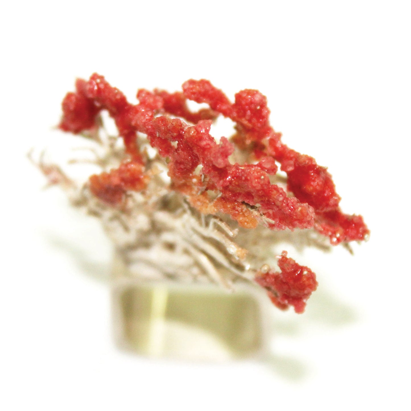 Silver Red Coral Ring